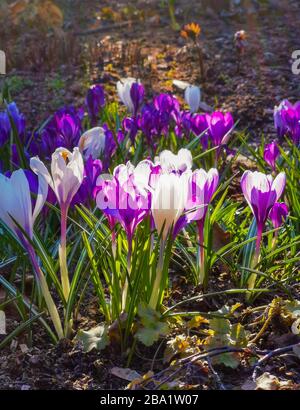 Bunte helle Krokusse auf felsigem Boden. Die ersten Frühlingsblumen erwecken nach dem Schneeschmelzen das Leben. Stockfoto