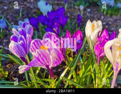 Bunte helle Krokusse auf felsigem Boden. Die ersten Frühlingsblumen erwecken nach dem Schneeschmelzen das Leben. Stockfoto