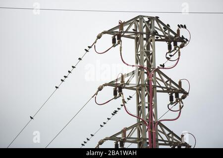 Kleine Sparrenschar, die auf Leitungen des Stahlpfosten für elektrische Kabel stehen Stockfoto