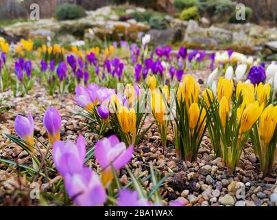 Bunte helle Krokusse auf felsigem Boden. Die ersten Frühlingsblumen erwecken nach dem Schneeschmelzen das Leben. Stockfoto