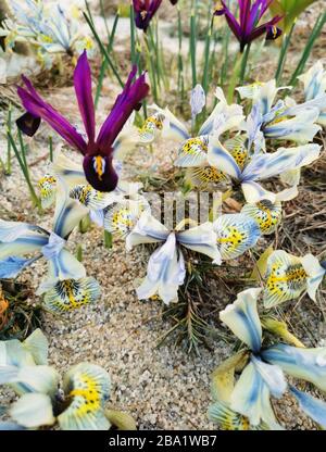 Bunte helle Krokusse auf felsigem Boden. Die ersten Frühlingsblumen erwecken nach dem Schneeschmelzen das Leben. Stockfoto