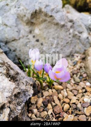 Bunte helle Krokusse auf felsigem Boden. Die ersten Frühlingsblumen erwecken nach dem Schneeschmelzen das Leben. Stockfoto