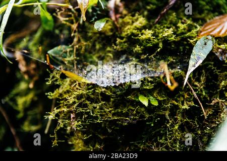 Natur in Costa Rica Stockfoto