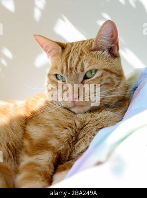 Eine weibliche Ingwerkatze, die auf einer Decke in einem Flecken Sonne durch ein Fenster liegt, beobachtet die Katze den Fotografen mit Misstrauen. Stockfoto