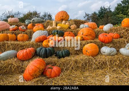 Kürbisse auf dem Strohhalm für Halloween Stockfoto