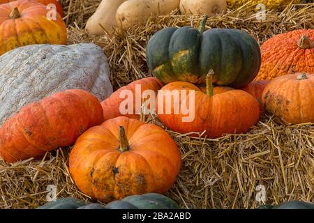 Kürbisse auf dem Strohhalm für Halloween Stockfoto