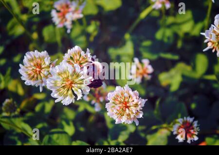 Hummeln auf Kleeblattblume, nah oben. Hummeln sammeln Pollen auf rosa Blume. Stockfoto