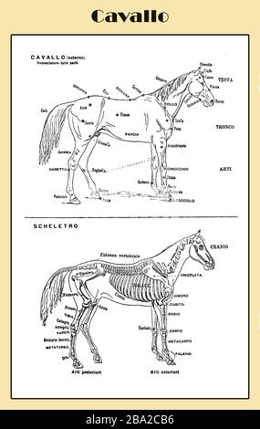 Pferdetabelle - illustrierte italienische Lexikontabelle mit Skelett- und anatomischen Beschreibungen Stockfoto