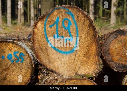 Haufen von Baumstämmen, einer davon blau markiert mit der Nummer 19 Stockfoto