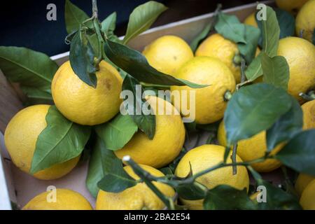 Große Zitronen mit dicken Schälchen auf dem Bauernmarkt. Stockfoto