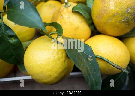 Große Zitronen mit dicken Schälchen auf dem Bauernmarkt. Stockfoto