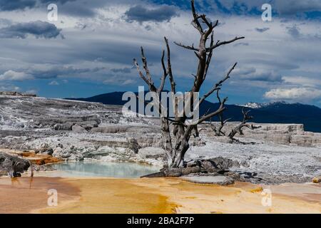 Yellowstone-Nationalpark Stockfoto