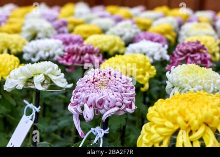 Schöner Blumenstrauß in verschiedenen Farben Blumen Stockfoto