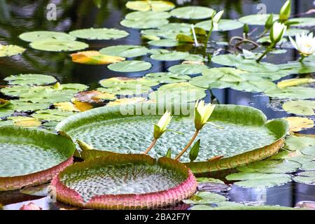 Riesige Seerose in einem Teich mit einigen kleineren Stockfoto