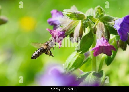 Honigbiene Pollen sammeln von Violett wildflower Stockfoto