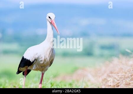 Ein weißstorch Wanderungen durch die große, bunte Gras auf der Suche nach Essen. Stockfoto