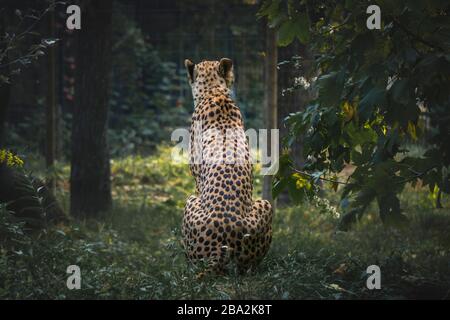 Der Gepard ist also das schnellste Landtier. Wegen ihrer Wildheit auf der Jagd wurde der Gepard bereits im 16. Jahrhundert v. Chr. in Ägypten gezähmt Stockfoto