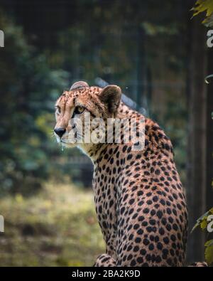 Der Gepard ist also das schnellste Landtier. Wegen ihrer Wildheit auf der Jagd wurde der Gepard bereits im 16. Jahrhundert v. Chr. in Ägypten gezähmt Stockfoto