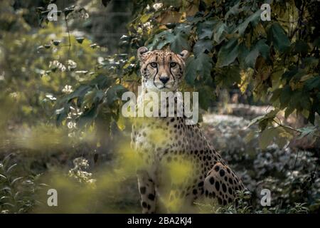 Der Gepard ist also das schnellste Landtier. Wegen ihrer Wildheit auf der Jagd wurde der Gepard bereits im 16. Jahrhundert v. Chr. in Ägypten gezähmt Stockfoto