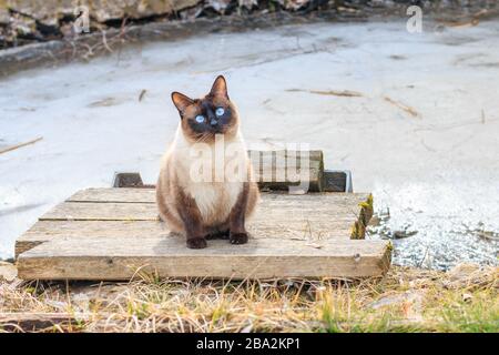 Eine lustige, fette Siamkatze mit engen, leuchtend blauen Augen, die auf einer Holzoberfläche in der Nähe eines kleinen, mit Eis bedeckten Teichs sitzt und geduldig auf ein g wartet Stockfoto