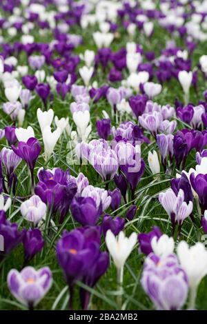 Frühling Krokusse in Grünland am RHS Wisley wachsen. Stockfoto