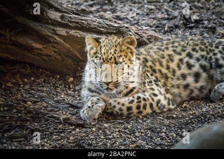 Der Gepard ist also das schnellste Landtier. Wegen ihrer Wildheit auf der Jagd wurde der Gepard bereits im 16. Jahrhundert v. Chr. in Ägypten gezähmt Stockfoto