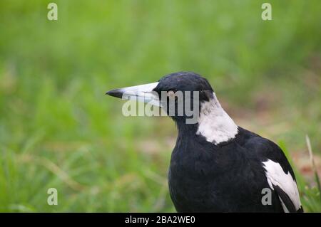 Nahaufnahme eines wunderschönen australischen Magpie (Gymnorhina tibicen), der auf grünem Gras in Brisbane spazieren geht Stockfoto