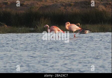 Vrden, Deutschland. März 2020. firo: 25.03.2020 Wildlife, General, die Flamingos sind aus ihren niederländischen Winterquartieren in das Zwillbrocker Venn zurückgekehrt. Bis zu 40 Flamingos, Flamingo, halten sich seit vergangener Woche im Zwillbrocker Venn bei Vreden, NRW auf. Weltweite Nutzung Credit: Dpa / Alamy Live News Stockfoto