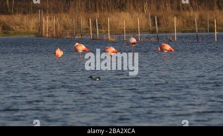 Vrden, Deutschland. März 2020. firo: 25.03.2020 Wildlife, General, die Flamingos sind aus ihren niederländischen Winterquartieren in das Zwillbrocker Venn zurückgekehrt. Bis zu 40 Flamingos, Flamingo, halten sich seit vergangener Woche im Zwillbrocker Venn bei Vreden, NRW auf. Weltweite Nutzung Credit: Dpa / Alamy Live News Stockfoto