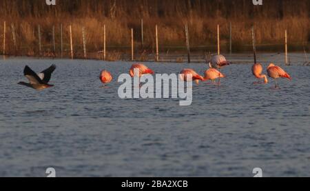 Vrden, Deutschland. März 2020. firo: 25.03.2020 Wildlife, General, die Flamingos sind aus ihren niederländischen Winterquartieren in das Zwillbrocker Venn zurückgekehrt. Bis zu 40 Flamingos, Flamingo, halten sich seit vergangener Woche im Zwillbrocker Venn bei Vreden, NRW auf. Weltweite Nutzung Credit: Dpa / Alamy Live News Stockfoto