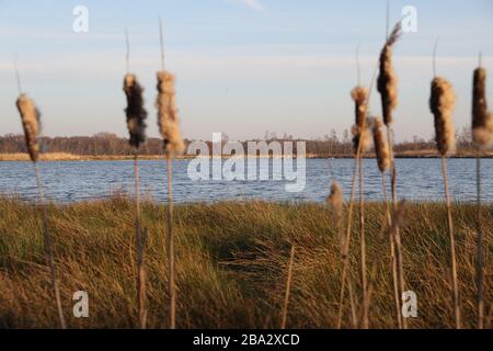 Vrden, Deutschland. März 2020. firo: 25.03.2020 Wildlife, General, die Flamingos sind aus ihren niederländischen Winterquartieren in das Zwillbrocker Venn zurückgekehrt. Bis zu 40 Flamingos, Flamingo, halten sich seit vergangener Woche im Zwillbrocker Venn bei Vreden, NRW auf. Weltweite Nutzung Credit: Dpa / Alamy Live News Stockfoto