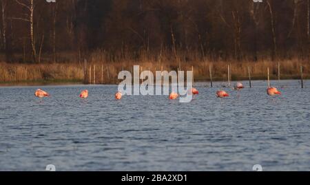 Vrden, Deutschland. März 2020. firo: 25.03.2020 Wildlife, General, die Flamingos sind aus ihren niederländischen Winterquartieren in das Zwillbrocker Venn zurückgekehrt. Bis zu 40 Flamingos, Flamingo, halten sich seit vergangener Woche im Zwillbrocker Venn bei Vreden, NRW auf. Weltweite Nutzung Credit: Dpa / Alamy Live News Stockfoto