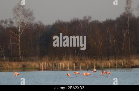 Vrden, Deutschland. März 2020. firo: 25.03.2020 Wildlife, General, die Flamingos sind aus ihren niederländischen Winterquartieren in das Zwillbrocker Venn zurückgekehrt. Bis zu 40 Flamingos, Flamingo, halten sich seit vergangener Woche im Zwillbrocker Venn bei Vreden, NRW auf. Weltweite Nutzung Credit: Dpa / Alamy Live News Stockfoto