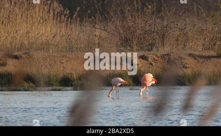 Vrden, Deutschland. März 2020. firo: 25.03.2020 Wildlife, General, die Flamingos sind aus ihren niederländischen Winterquartieren in das Zwillbrocker Venn zurückgekehrt. Bis zu 40 Flamingos, Flamingo, halten sich seit vergangener Woche im Zwillbrocker Venn bei Vreden, NRW auf. Weltweite Nutzung Credit: Dpa / Alamy Live News Stockfoto