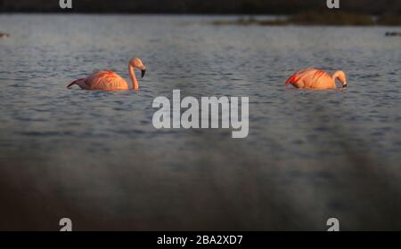 Vrden, Deutschland. März 2020. firo: 25.03.2020 Wildlife, General, die Flamingos sind aus ihren niederländischen Winterquartieren in das Zwillbrocker Venn zurückgekehrt. Bis zu 40 Flamingos, Flamingo, halten sich seit vergangener Woche im Zwillbrocker Venn bei Vreden, NRW auf. Weltweite Nutzung Credit: Dpa / Alamy Live News Stockfoto