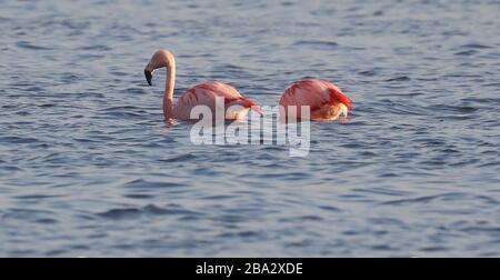 Vrden, Deutschland. März 2020. firo: 25.03.2020 Wildlife, General, die Flamingos sind aus ihren niederländischen Winterquartieren in das Zwillbrocker Venn zurückgekehrt. Bis zu 40 Flamingos, Flamingo, halten sich seit vergangener Woche im Zwillbrocker Venn bei Vreden, NRW auf. Weltweite Nutzung Credit: Dpa / Alamy Live News Stockfoto