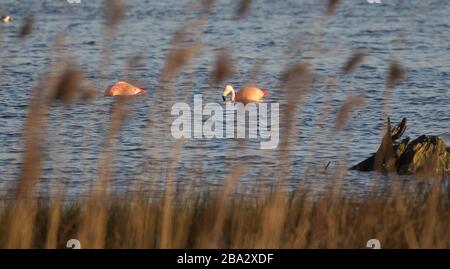 Vrden, Deutschland. März 2020. firo: 25.03.2020 Wildlife, General, die Flamingos sind aus ihren niederländischen Winterquartieren in das Zwillbrocker Venn zurückgekehrt. Bis zu 40 Flamingos, Flamingo, halten sich seit vergangener Woche im Zwillbrocker Venn bei Vreden, NRW auf. Weltweite Nutzung Credit: Dpa / Alamy Live News Stockfoto