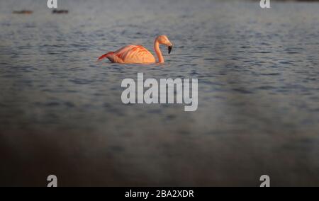 Vrden, Deutschland. März 2020. firo: 25.03.2020 Wildlife, General, die Flamingos sind aus ihren niederländischen Winterquartieren in das Zwillbrocker Venn zurückgekehrt. Bis zu 40 Flamingos, Flamingo, halten sich seit vergangener Woche im Zwillbrocker Venn bei Vreden, NRW auf. Weltweite Nutzung Credit: Dpa / Alamy Live News Stockfoto