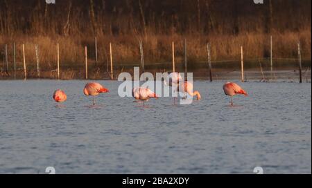 Vrden, Deutschland. März 2020. firo: 25.03.2020 Wildlife, General, die Flamingos sind aus ihren niederländischen Winterquartieren in das Zwillbrocker Venn zurückgekehrt. Bis zu 40 Flamingos, Flamingo, halten sich seit vergangener Woche im Zwillbrocker Venn bei Vreden, NRW auf. Weltweite Nutzung Credit: Dpa / Alamy Live News Stockfoto