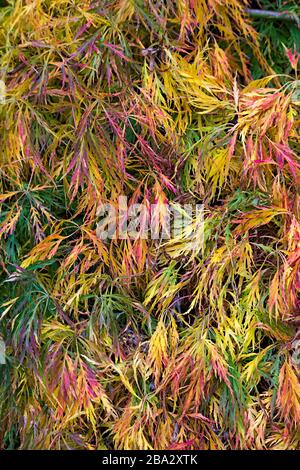 Westonbirt Arboretum, Gloucestershire, Enhgland, UK Stockfoto