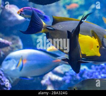 Aquarium bunte Fische Yellow Tang und Zackenbarsche in Macro Shot Stockfoto