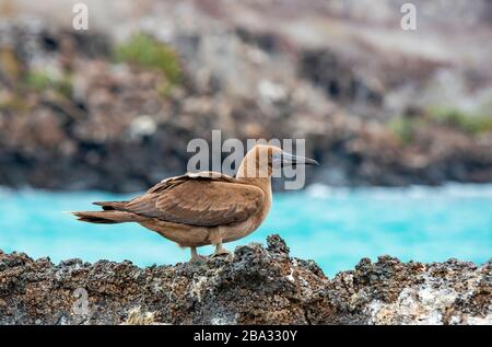 Ein junger Rotfußbouby (Sula sula) auf vulkanischem Felsen mit türkisfarbenem Wasser im Rücken, Insel Genovesa, Nationalpark Galapagos-Inseln, Ecuador. Stockfoto