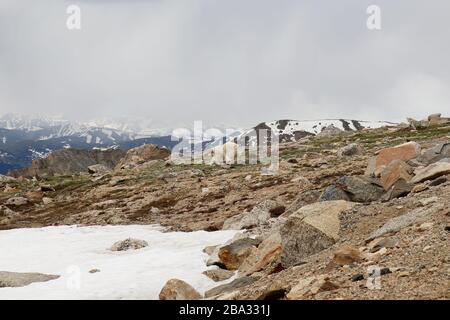 Familie von Bergziegen auf dem Berg Evans in Colorado Stockfoto