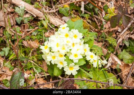 Einheimische Primeln Primula vulgaris wächst im Frühling in der britischen Landschaft wild Stockfoto