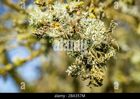 Buschige Flechten, die an einem Weißdornbaum wachsen Stockfoto
