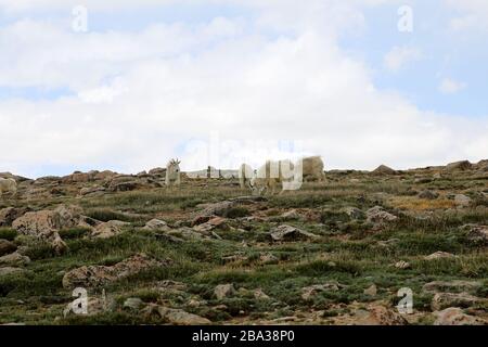 Bergziegen auf dem Mount Evans in Colorado Stockfoto