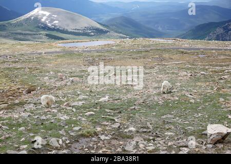 Bergziegen auf dem Mount Evans in Colorado Stockfoto