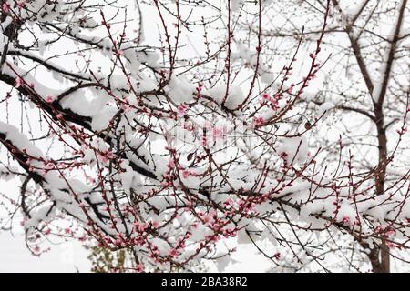 Schnee auf Pfirsichblüten. Zweige von blühenden Bäumen mit Schnee bedeckt. Frühling mit starkem Schneefall Stockfoto