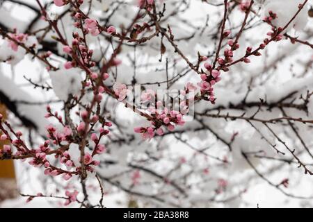 Schnee auf Pfirsichblüten. Zweige von blühenden Bäumen mit Schnee bedeckt. Frühling mit starkem Schneefall Stockfoto