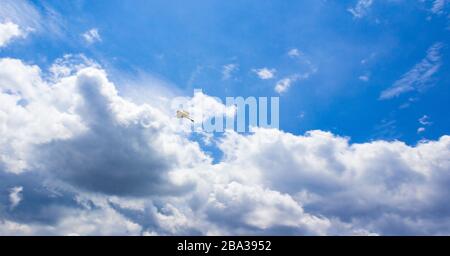 Weißer Vogel kleines weißes Egrett auf blauem Skij mit weißem Regenwolkenhintergrund Stockfoto